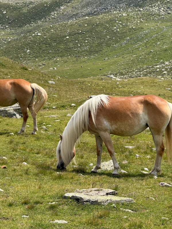 Sternai