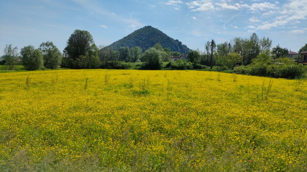 Colli Euganei 26
