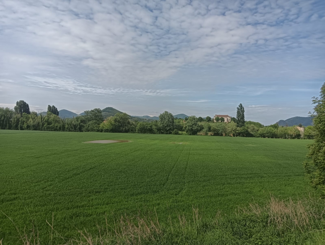 Colli Euganei 20