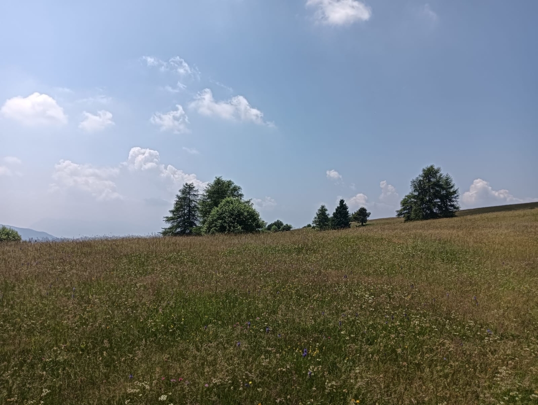 Finonchio 15